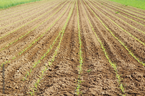 Fresh green stems growing in the field