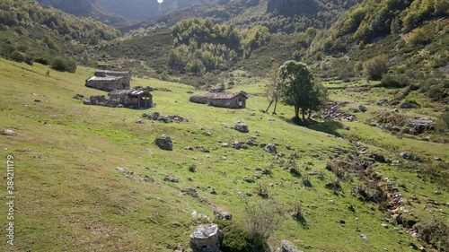 Circular Aerial Cow Livestock Valley in Trekking Route. Green grass and Healthy Environment. Asturias, Spain.