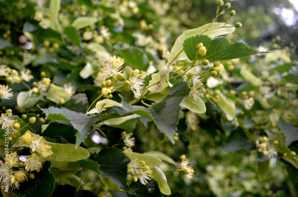 Flowers of blossoming linden tree in summer Flowers of blossoming linden tree in summer