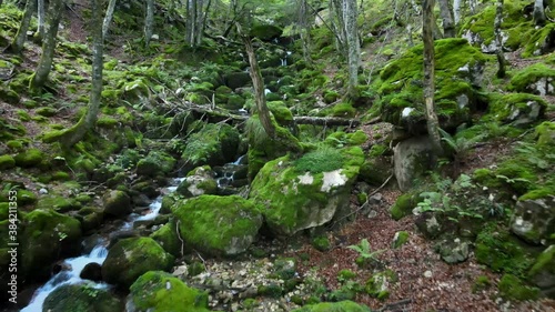 Aerial Photogenic Waterfall Stream in a Beech Forest Summer and Fall colors. Risky and close to water Drone. Asturias, Spain.	
