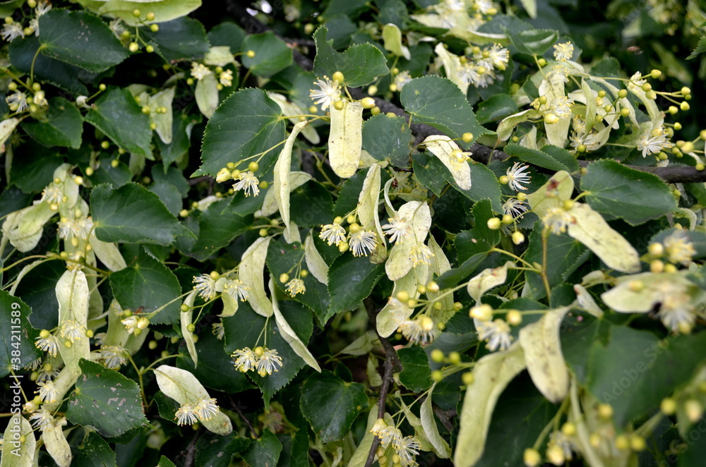Flowers of blossoming linden tree in summer Flowers of blossoming linden tree in summer