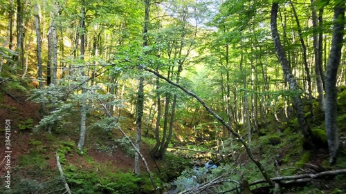 Aerial In Between trees recording of a moss Forest between Summer and Fall colors. Drone Risky and close to trees. Asturias, Spain.	