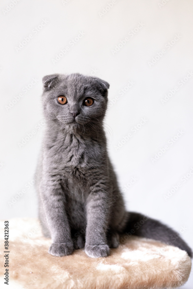 Gray Scottish Fold kitten on a white background