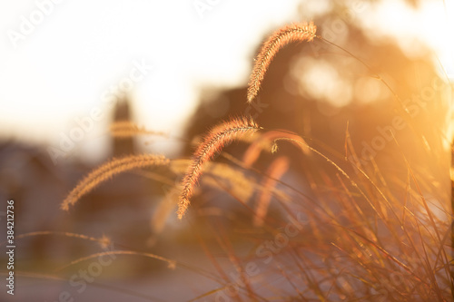 Feather grass during sunset