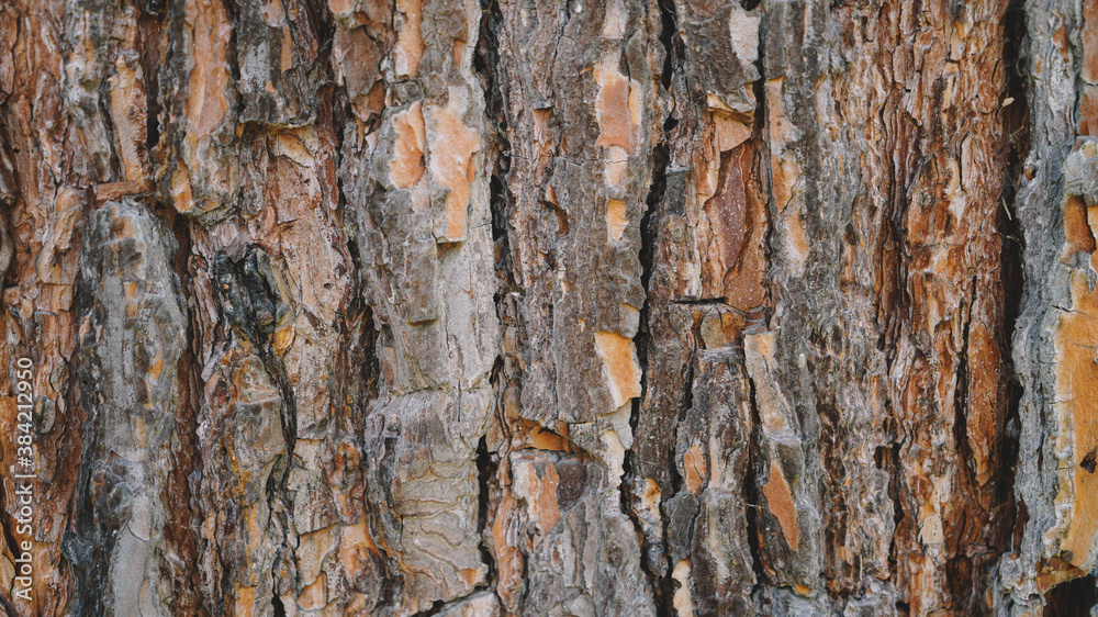 Natural Wooden background Texture Natural Wooden background Texture