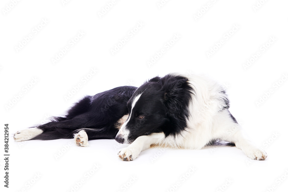 Fototapeta premium portrait d'un chien mâle de race Border Collie couché sur fond isolé blanc 