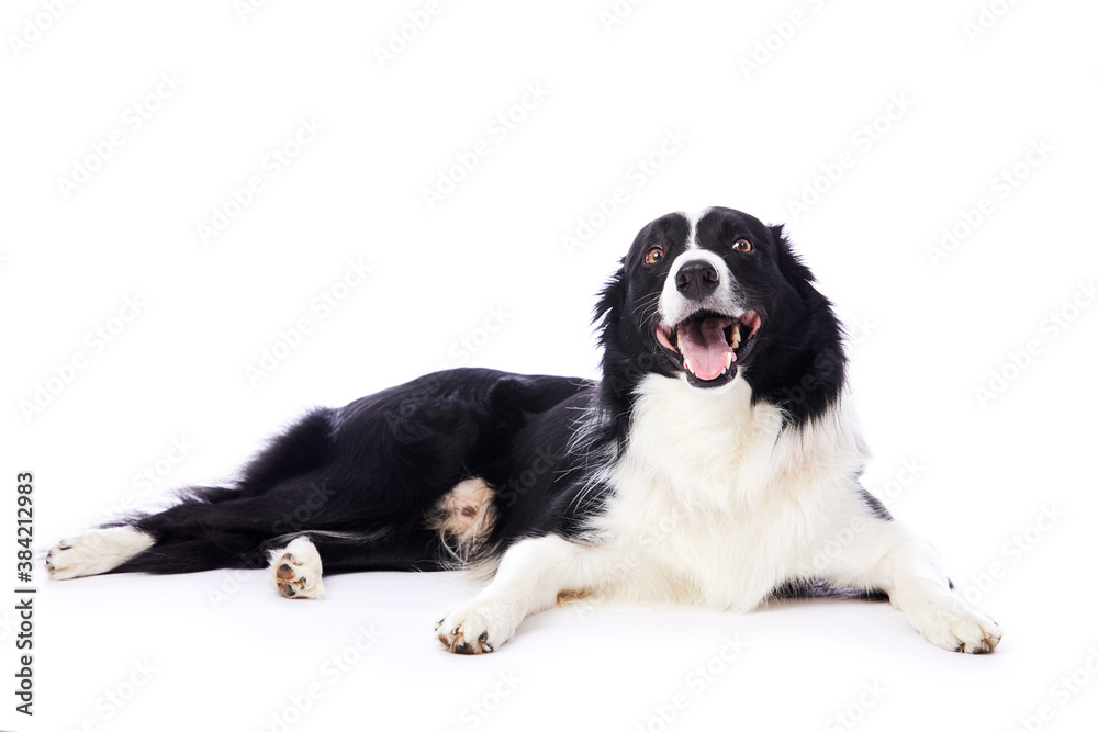 portrait d'un chien mâle de race Border Collie couché sur fond isolé blanc 