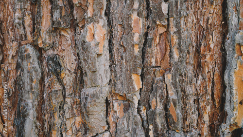 Natural Wooden background Texture