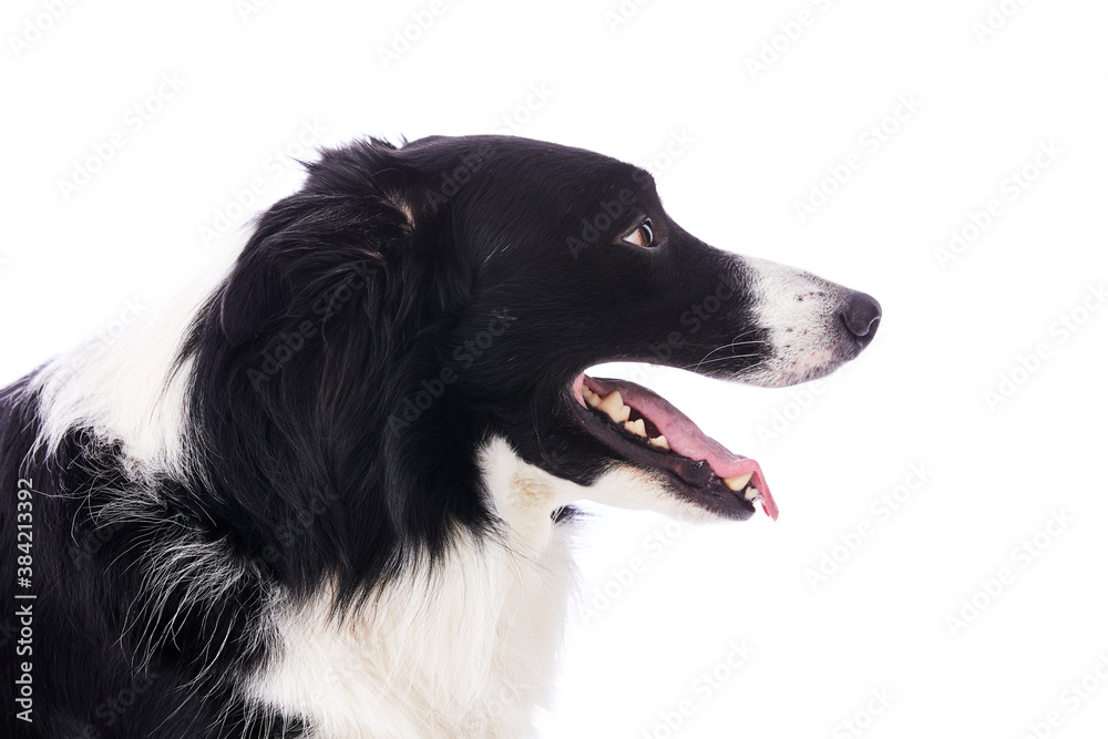 portrait d'un chien mâle de race Border Collie sur fond isolé blanc portrait d'un chien mâle de race Border Collie sur fond isolé blanc