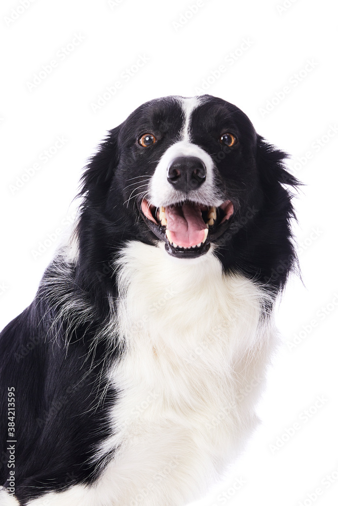 portrait d'un chien mâle de race Border Collie sur fond isolé blanc portrait d'un chien mâle de race Border Collie sur fond isolé blanc