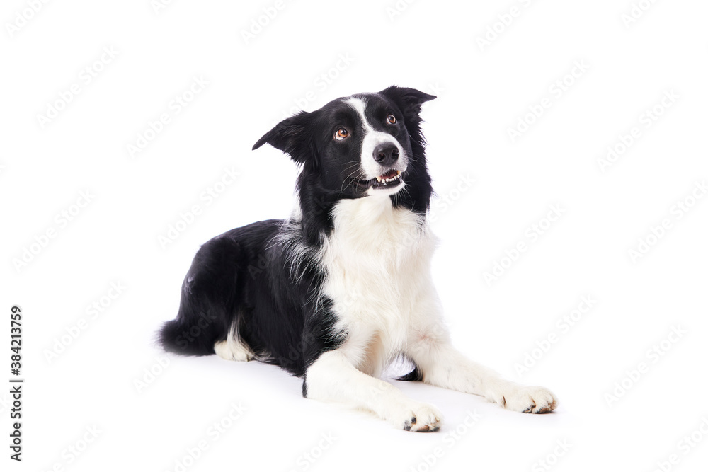 portrait d'un chien mâle de race Border Collie couché sur fond isolé blanc portrait d'un chien mâle de race Border Collie couché sur fond isolé blanc