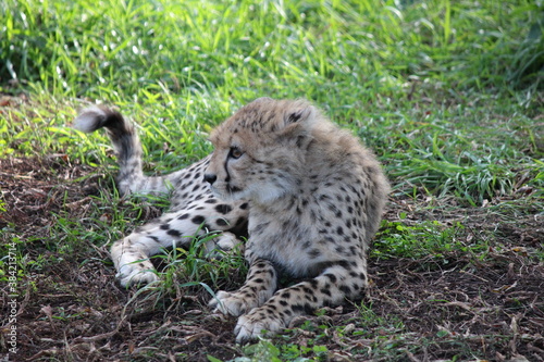 Młody gepard odpoczywający na trawie