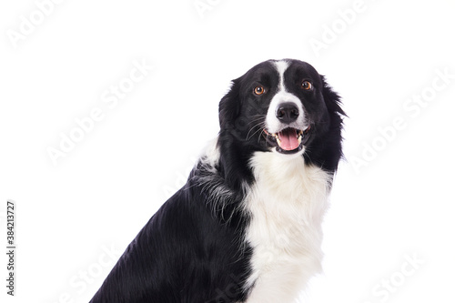 Fototapeta Naklejka Na Ścianę i Meble -  portrait d'un chien mâle de race Border Collie assis sur fond isolé blanc 