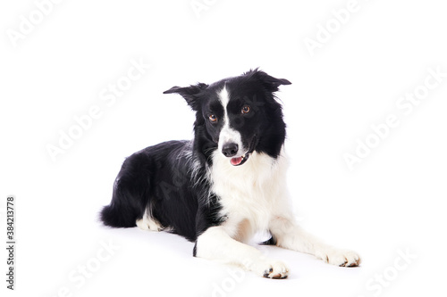 portrait d'un chien mâle de race Border Collie couché sur fond isolé blanc 