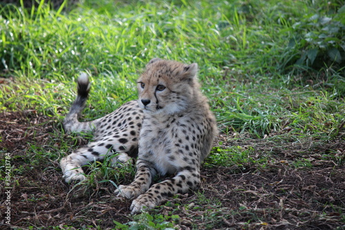 Młody gepard odpoczywający na trawie