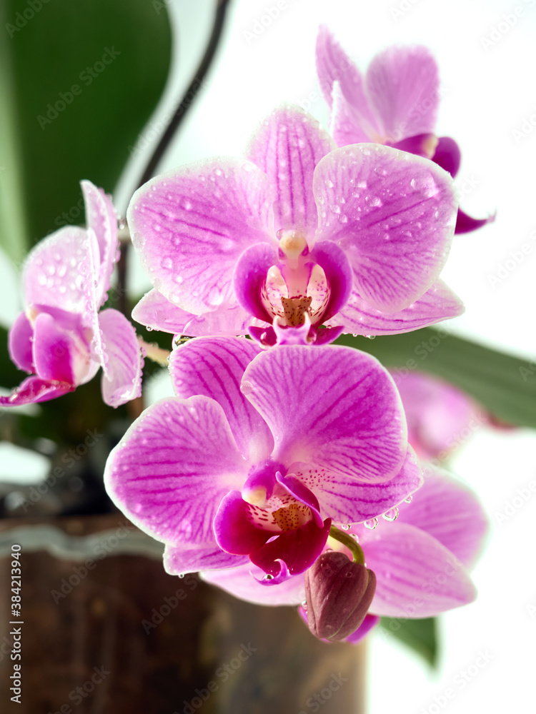 Beautiful tropical orchid flower in pot.