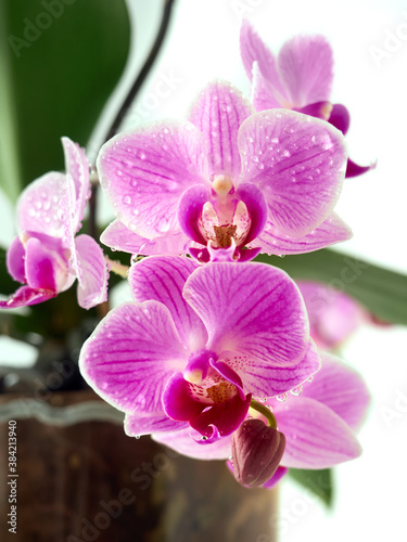 Beautiful tropical orchid flower in pot.