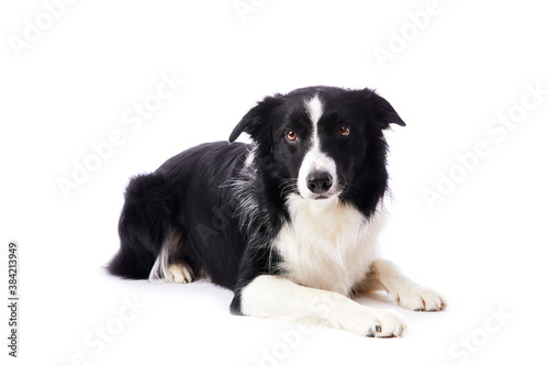 portrait d'un chien mâle de race Border Collie sur fond isolé blanc 