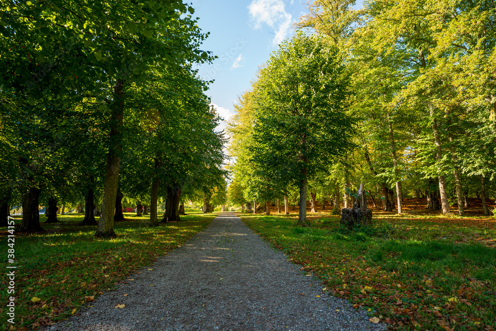 Beginning of autumn in the forests of Sweden. Beginning of autumn in the forests of Sweden.