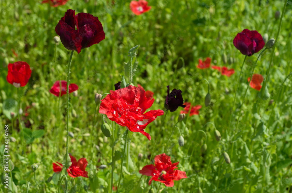 Blooming decorative poppies on a summer day