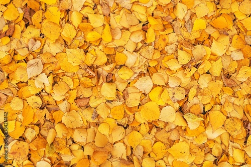 autumn background of bright yellow birch leaves