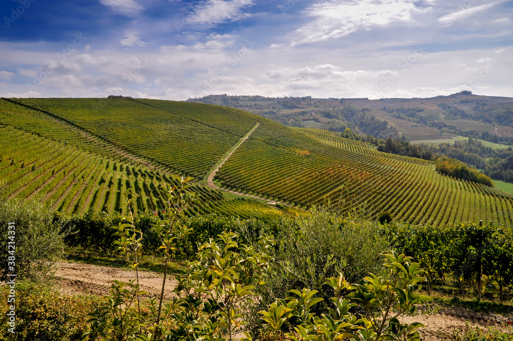 vineyards on the hills of Serralunga d'Alba, Langhe, Piedmont, Italy