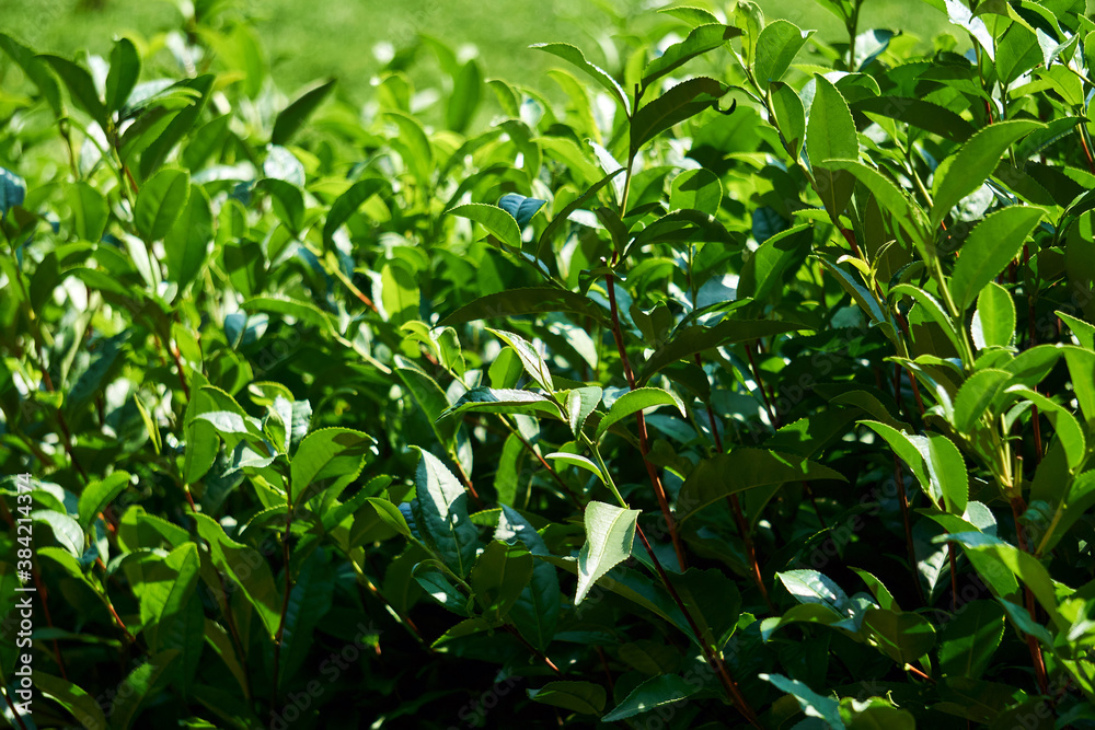 foliage of tea shrubs close-up outdoors