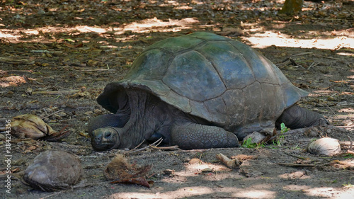 Old giant tortoise (aldabrachelys) resting in midday heat between coconuts on Curieuse island, Seychelles.