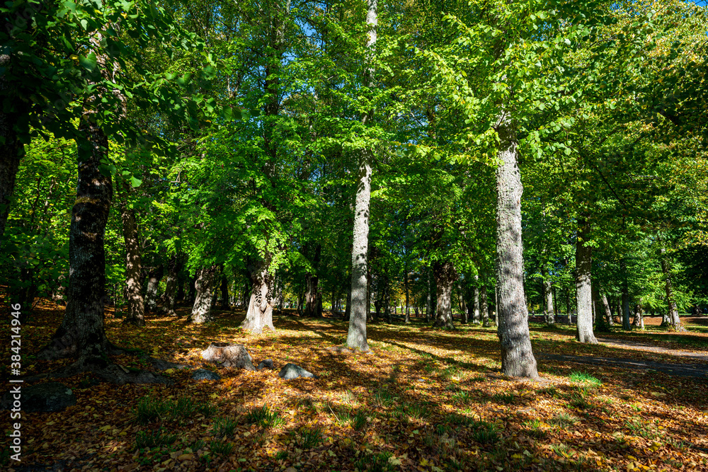 Beginning of autumn in the forests of Sweden.