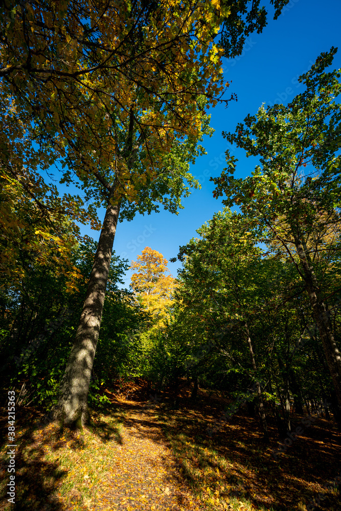 Fototapeta premium Beginning of autumn in the forests of Sweden.