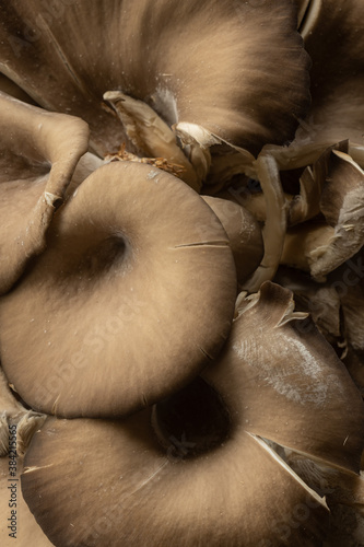 Primo piano di funghi orecchiette  freschi appena raccolti photo