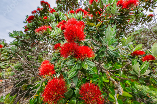 Close-up of Pohutukawa Tree in bloom