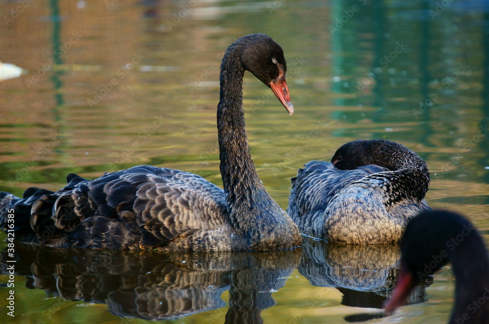 black swan on the lake