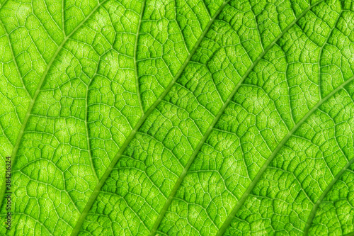 Macro photography. texture, background. green leaf. nature
