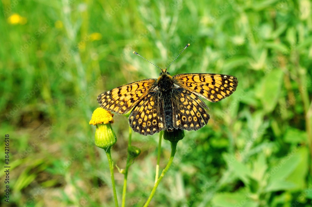 Obraz premium butterfly on a flower
