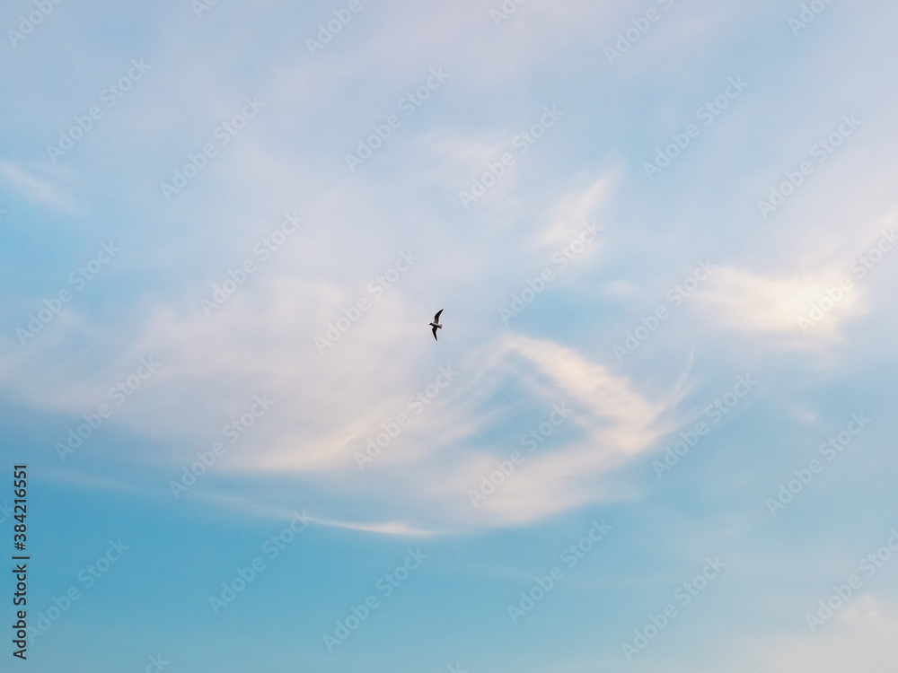 Silhouette of a flying bird in the blue sky