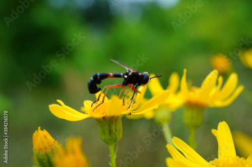 fly on yellow flower © Станислав 