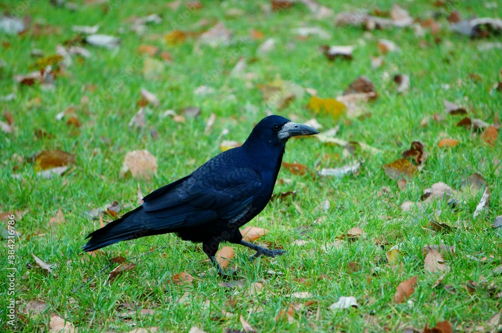 Fototapeta premium blackbird on the grass