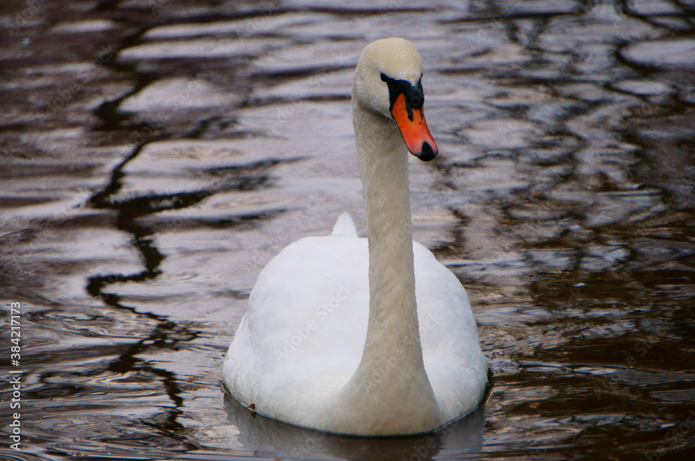 Obraz premium swan on the lake