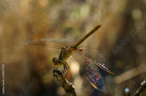 dragonfly on a leaf © Станислав 