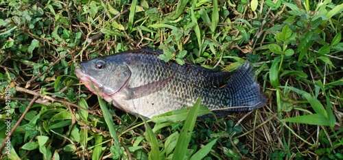 Tilapia fish caught on fishing tackle