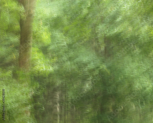 Abstrakt Hintergrund Wald grün verschwommen