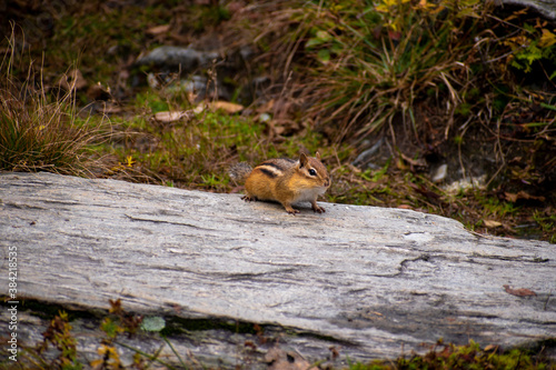 squirrel in the forest