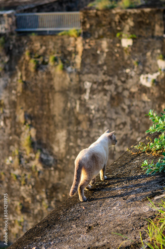 Siamese Cat Standing on edge of a cliff