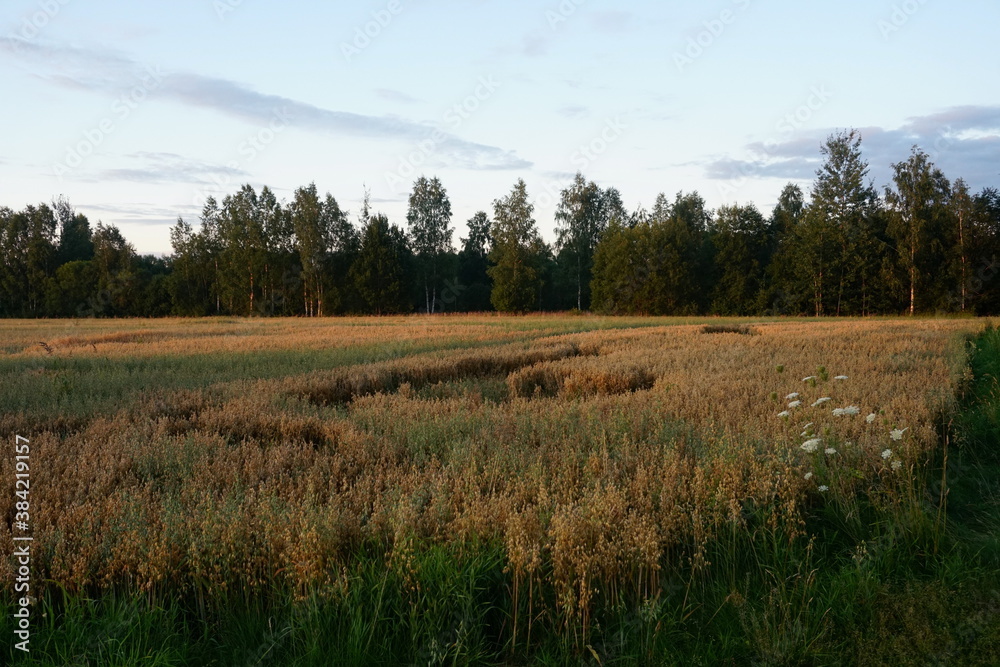 Oats field at yellow sunset 