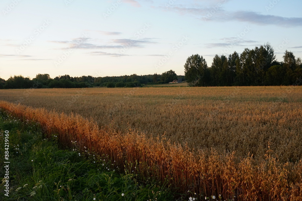 Oats field at yellow sunset 