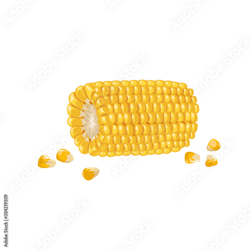 A corn cob part with seeds. Cartoon trendy style. Maize. Bright ripe vegetable. Vector illustration isolated on white background.