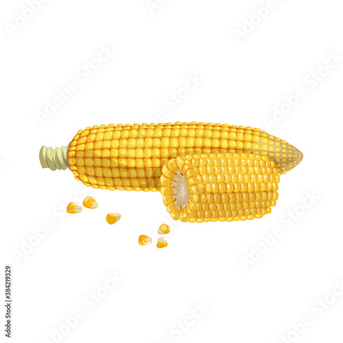 A corn cob with quarter of cob and seeds. Cartoon trendy style. Maize. Bright ripe vegetable. Vector illustration isolated on white background.