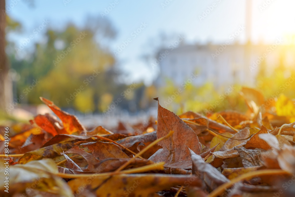 Dry autumn leaves on a city street with a low angle close-up Dry autumn leaves on a city street with a low angle close-up