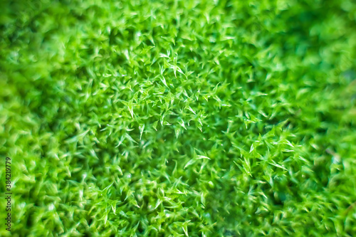 background, texture. macro green moss with sharp edges